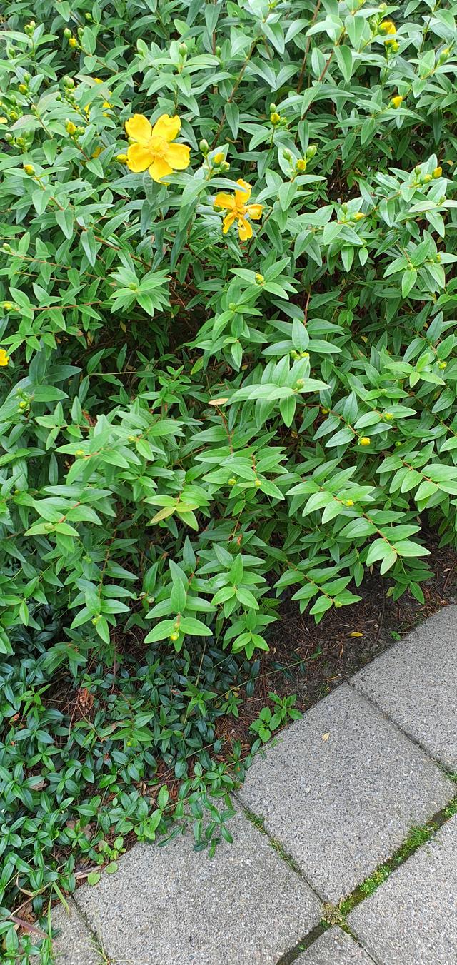 Picture for question