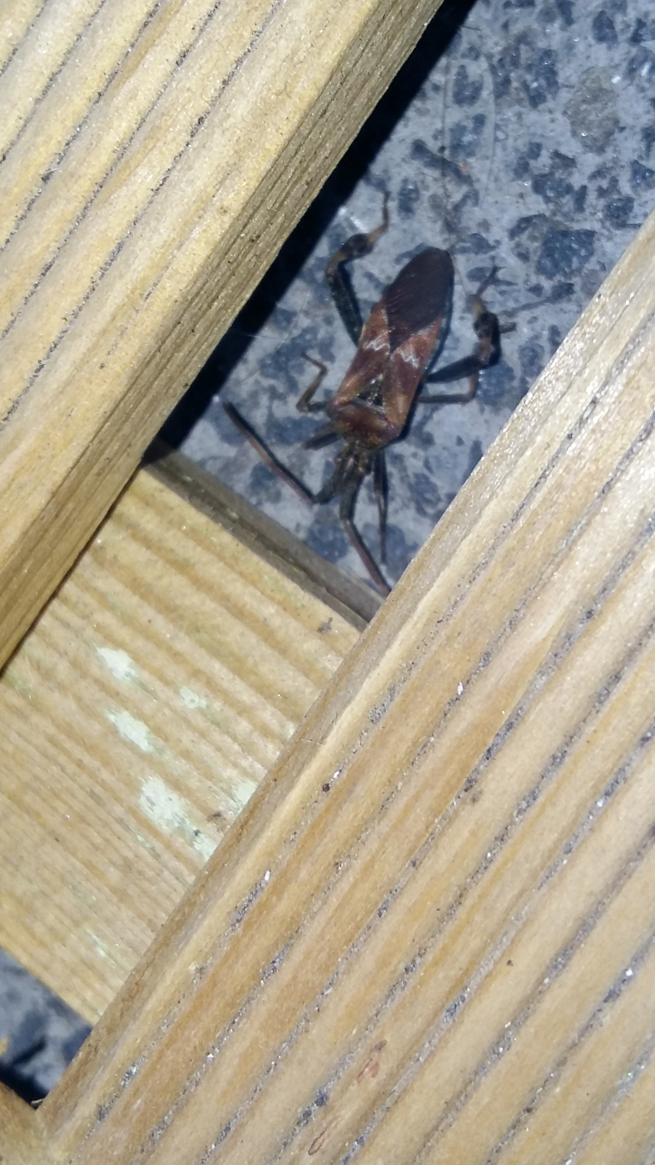 Picture for question