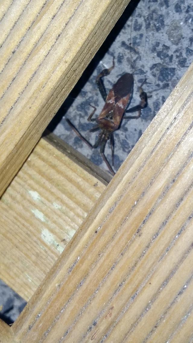 Picture for question