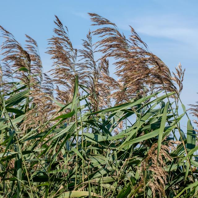 Picture for question