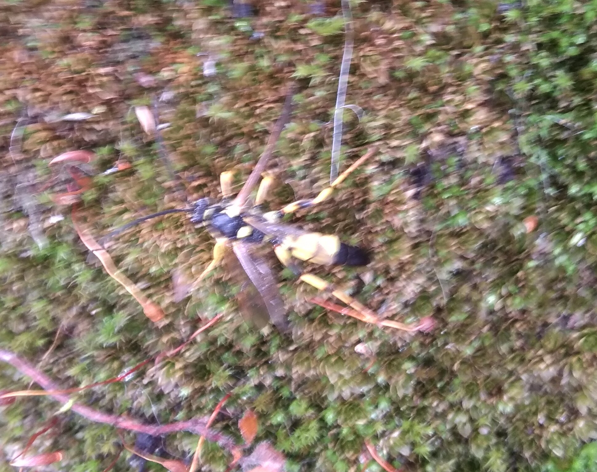 Picture for question