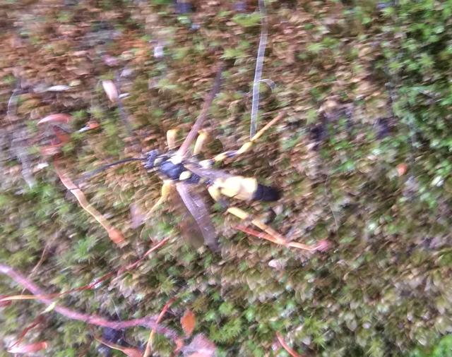 Picture for question