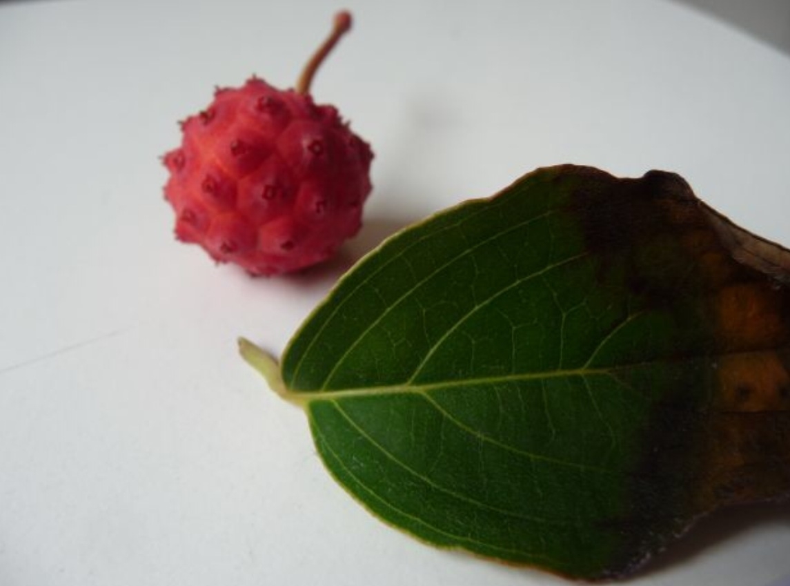 Plaatje bij antwoord