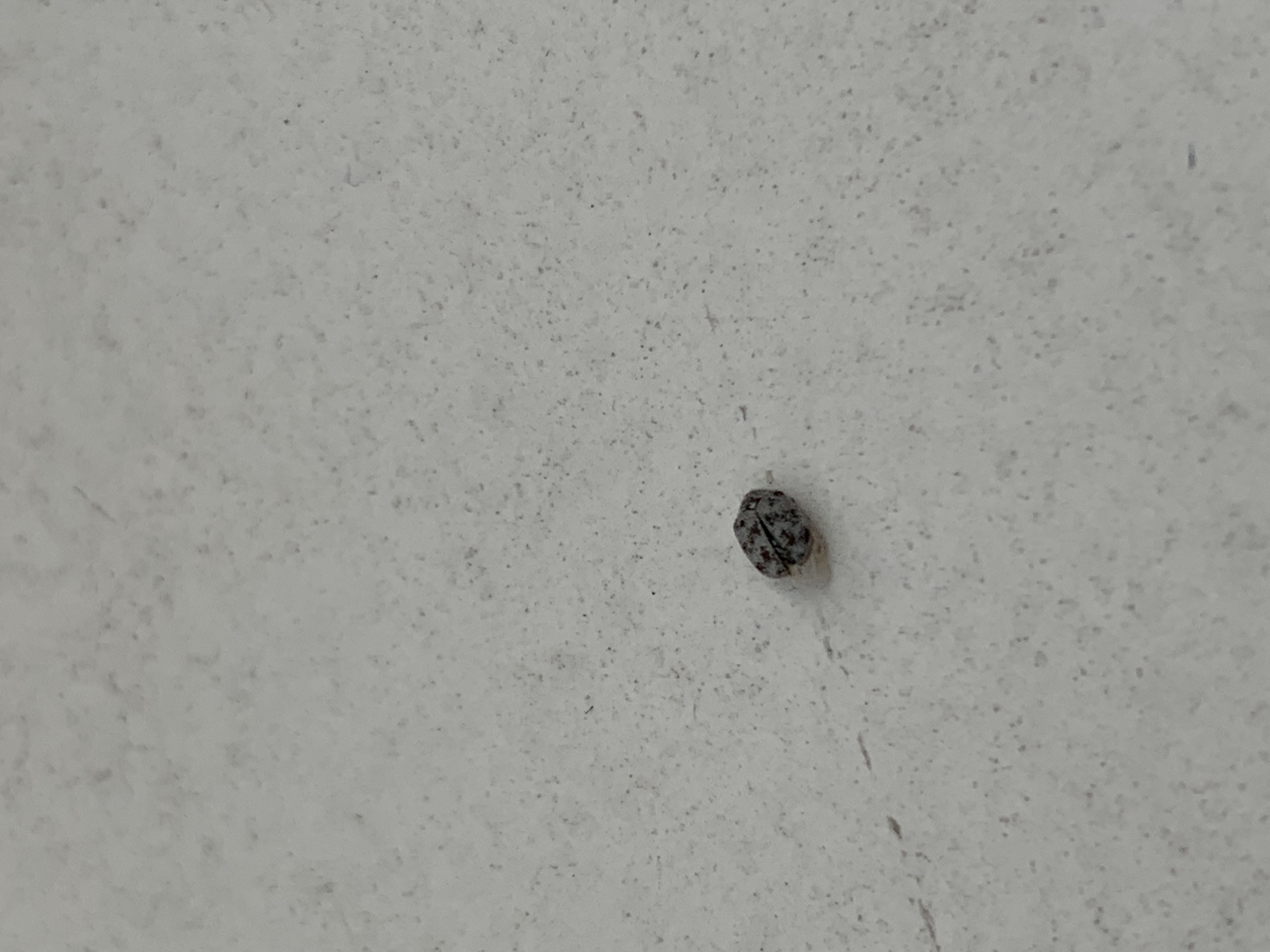 Picture for question