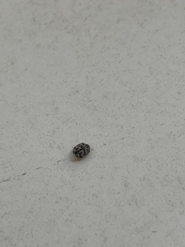 Picture for question