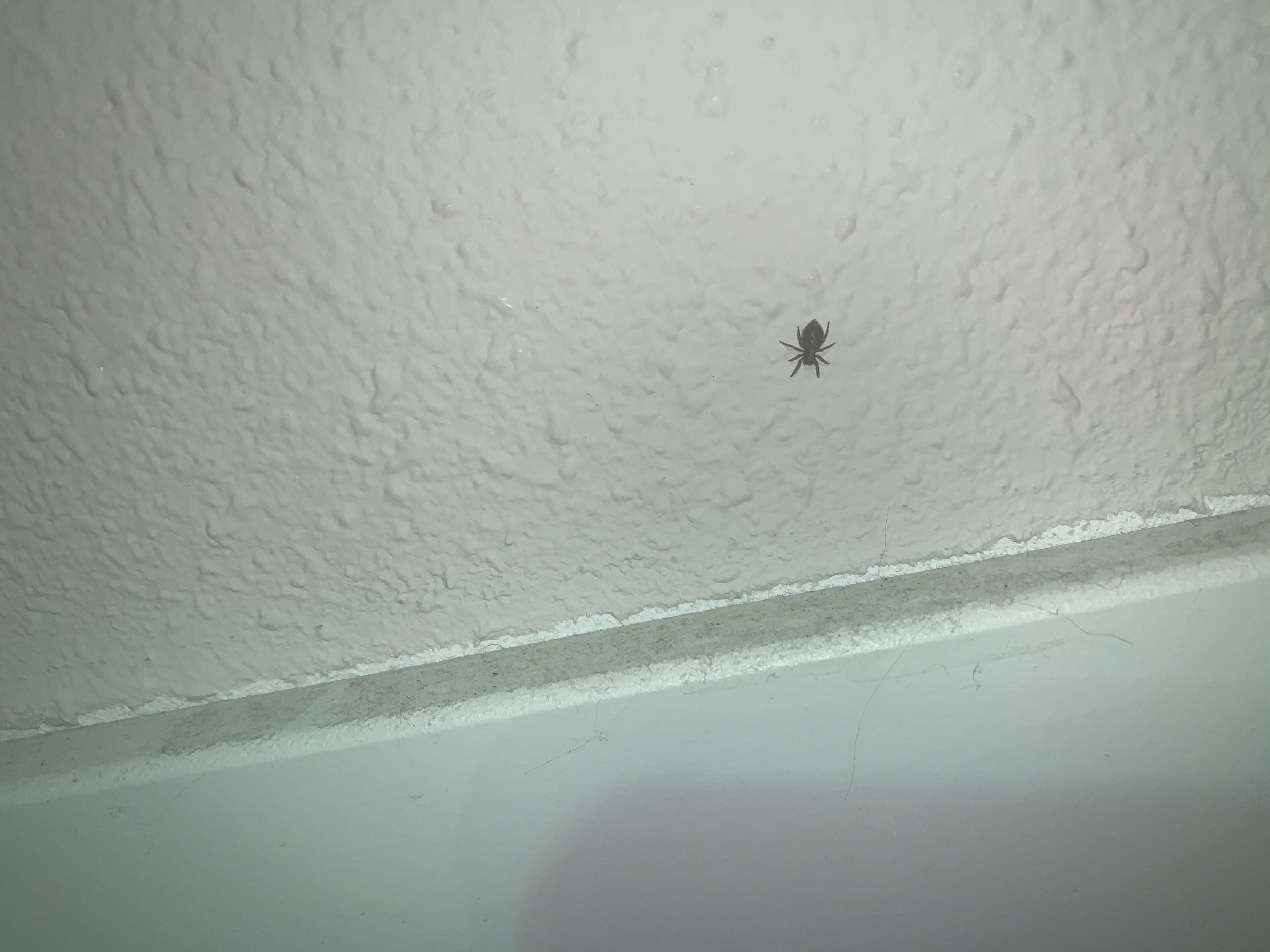 Picture for question