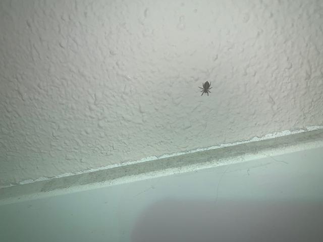 Picture for question