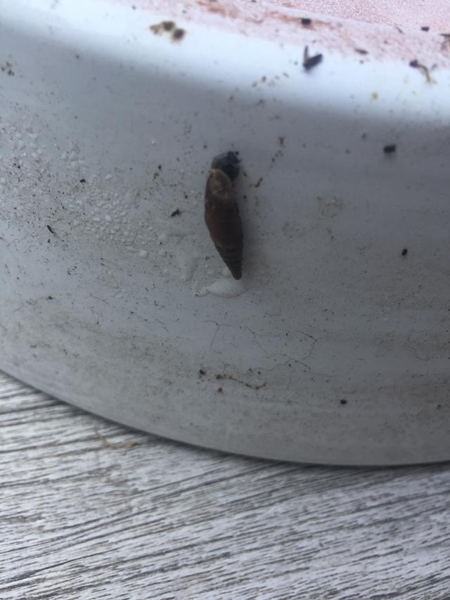 Picture for question