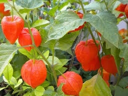 Plaatje bij antwoord