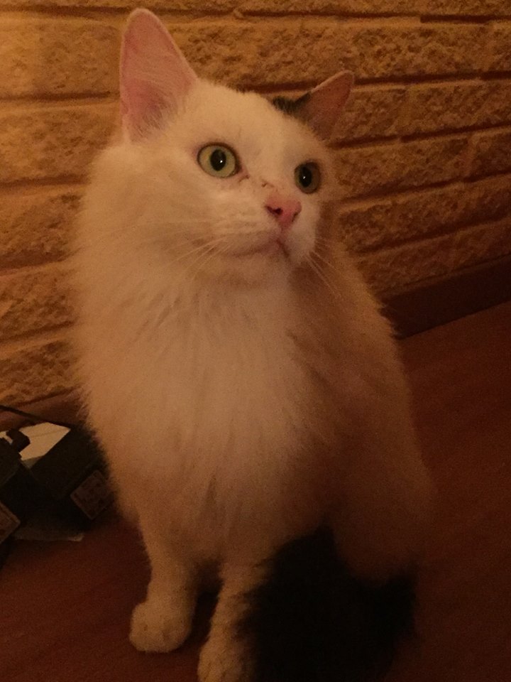 Picture for question