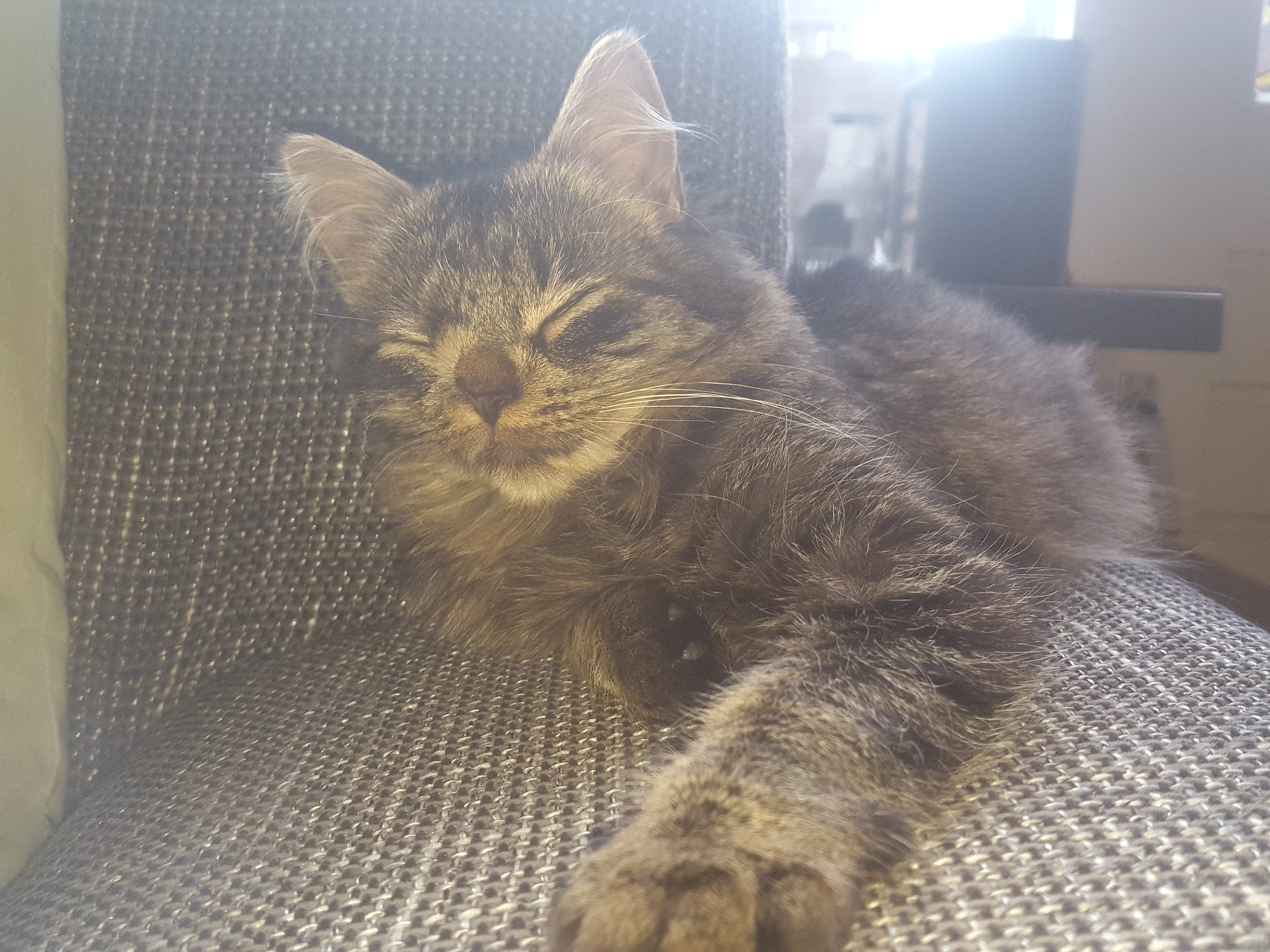 Wat voor ras is mijn kat? GoeieVraag