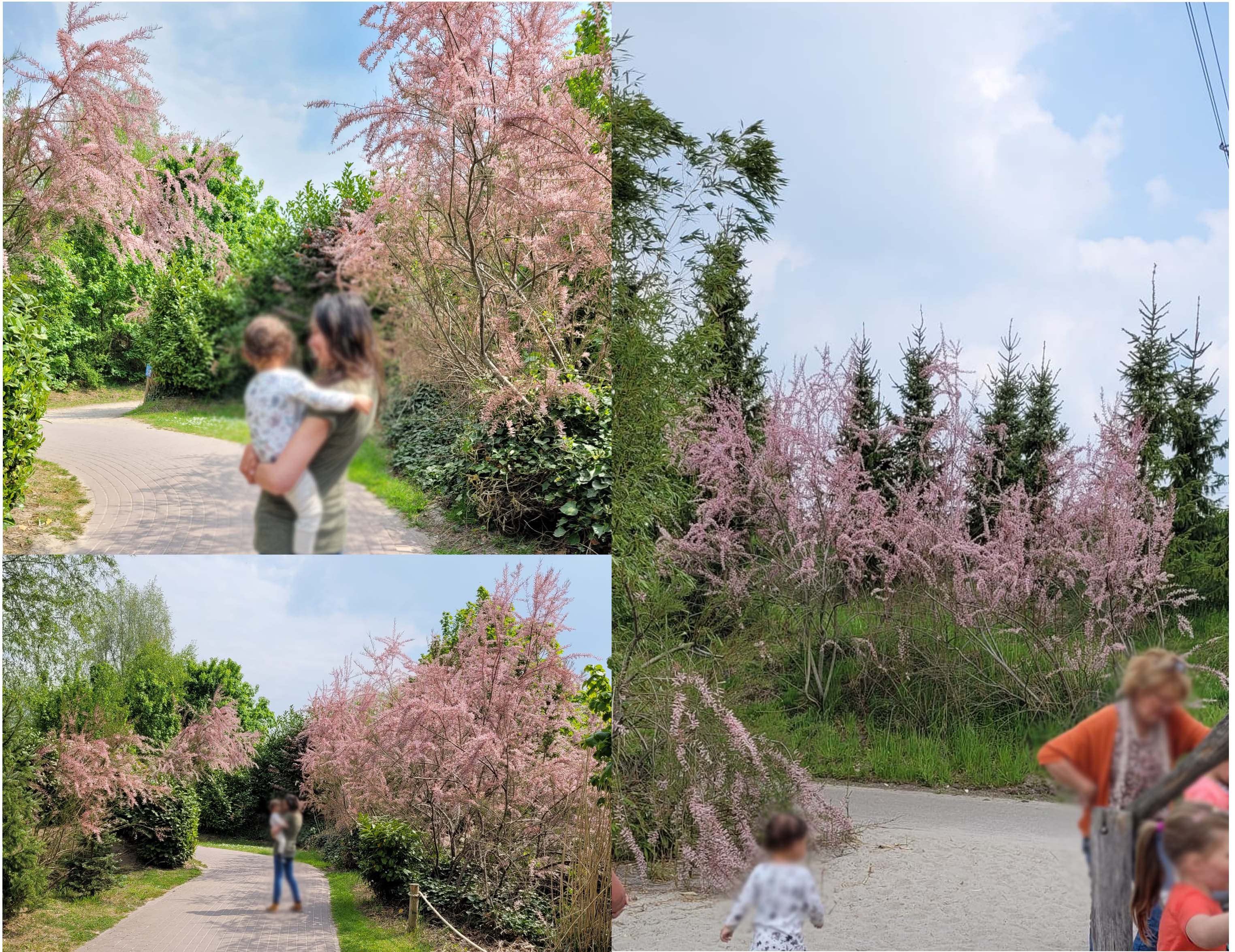 Picture for question