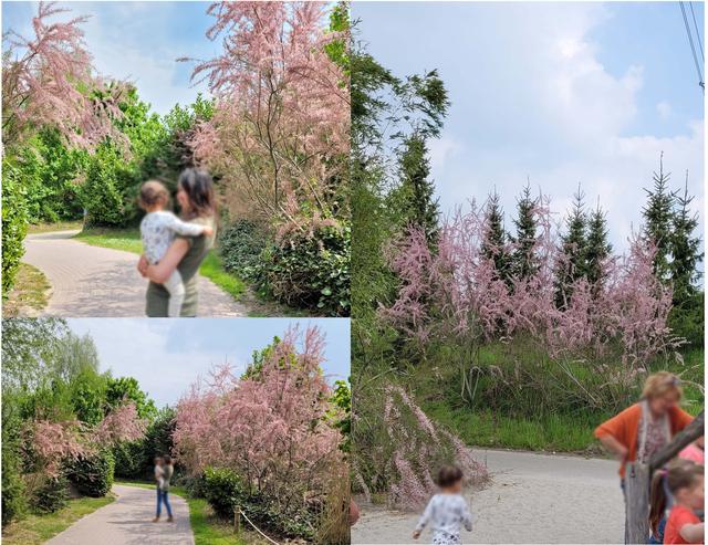 Picture for question