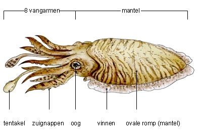 Plaatje bij antwoord