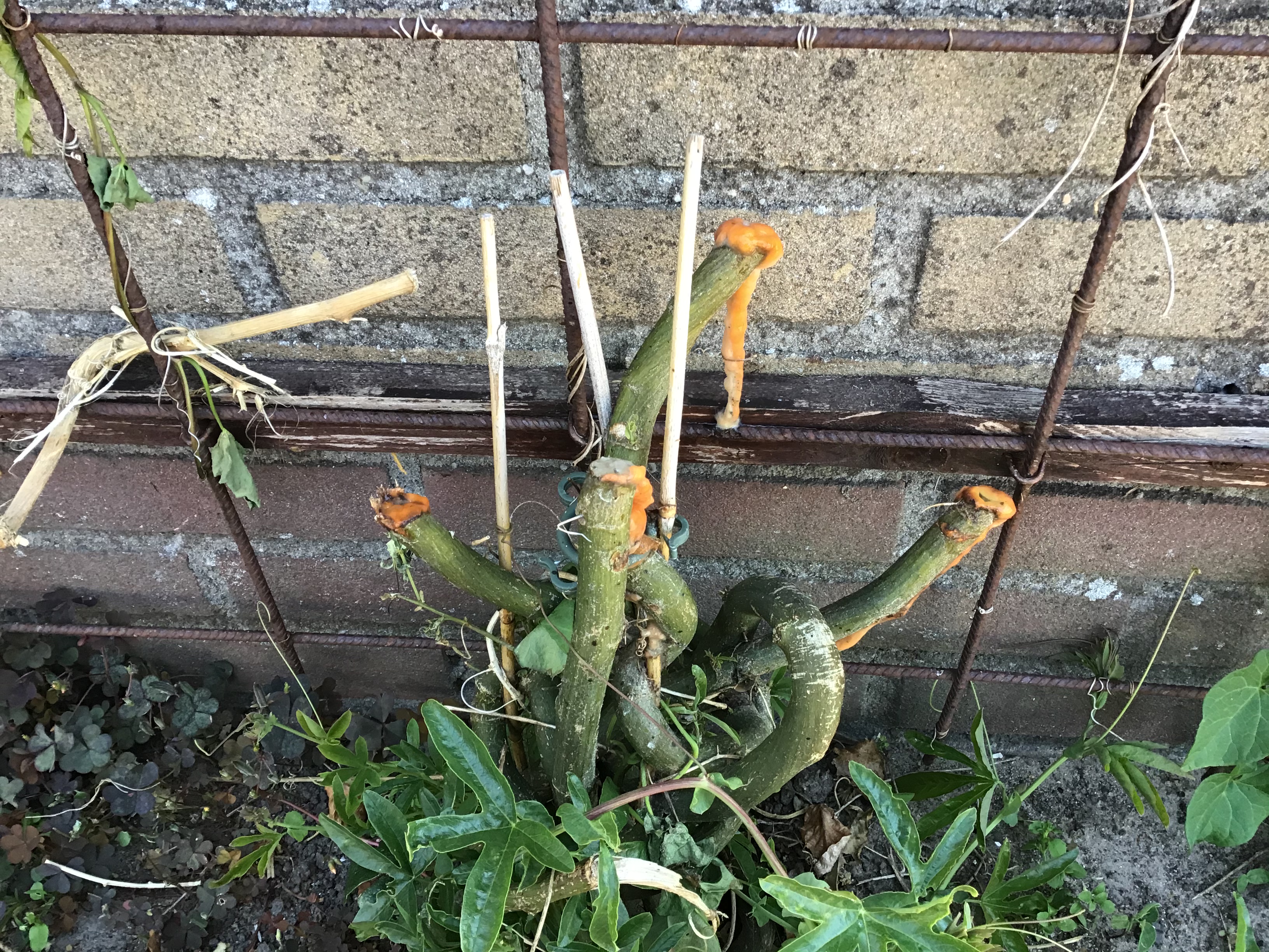 Picture for question