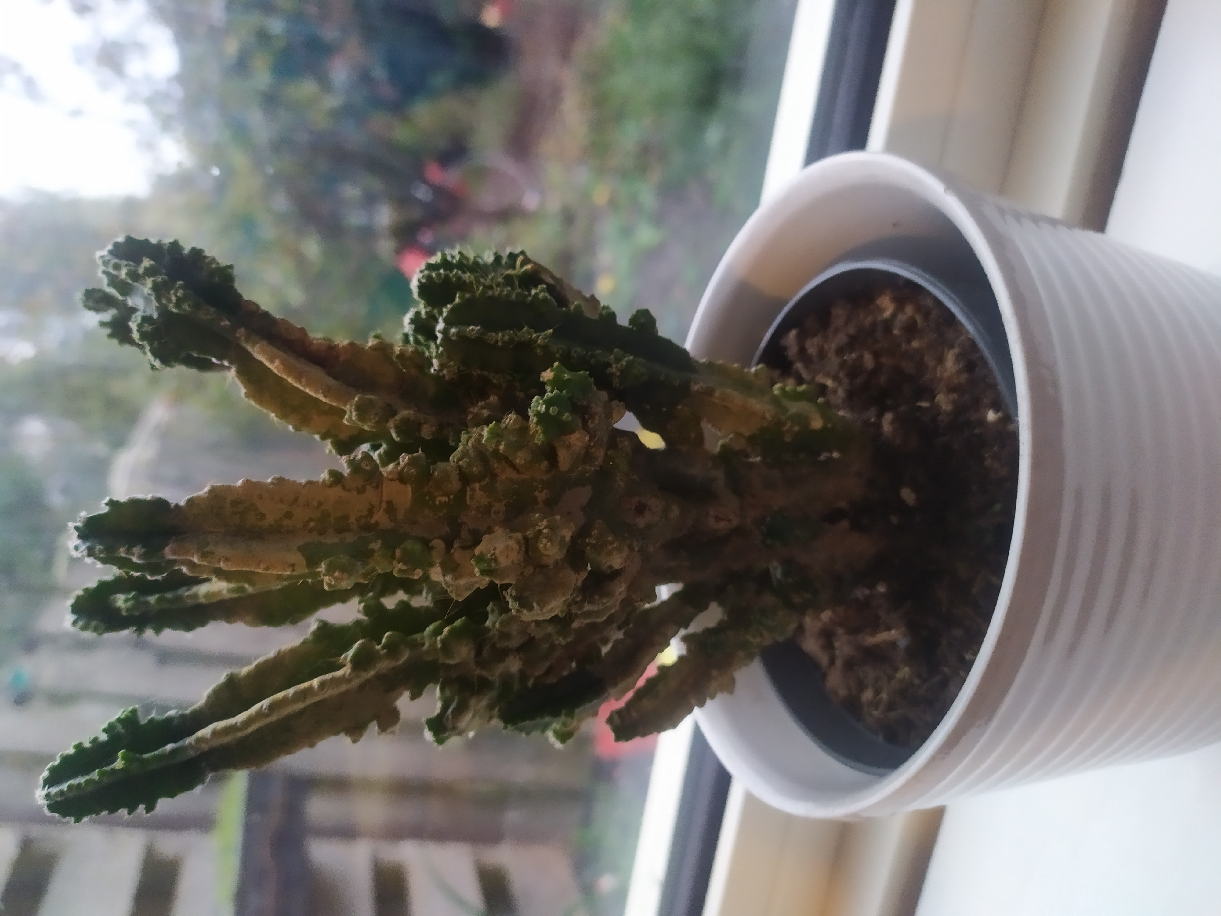 Picture for question