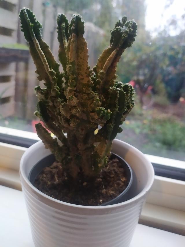 Picture for question