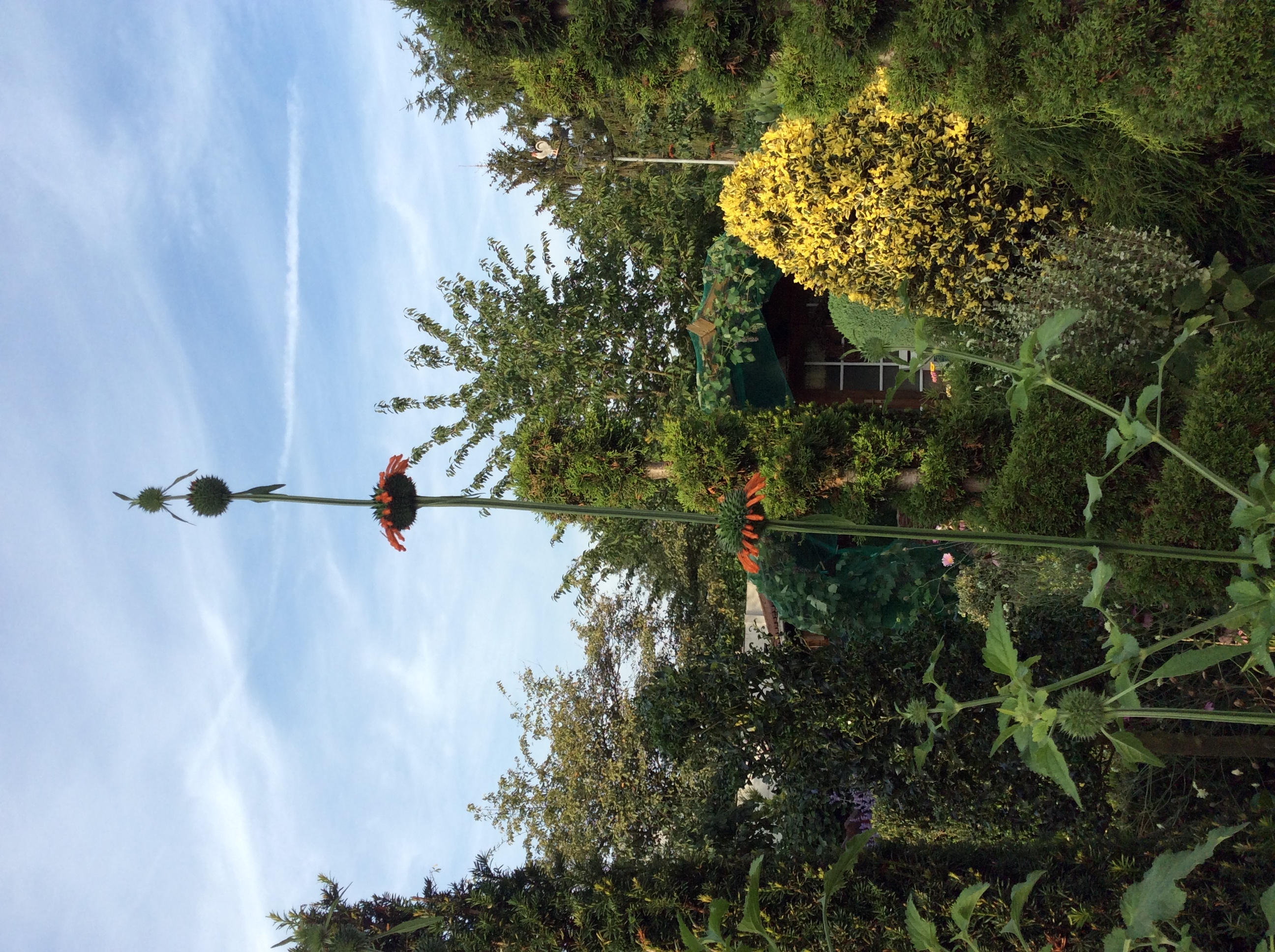 Picture for question