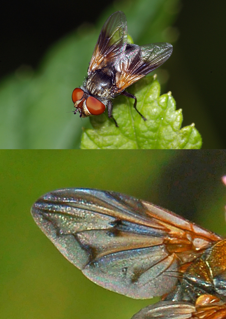 Plaatje bij antwoord