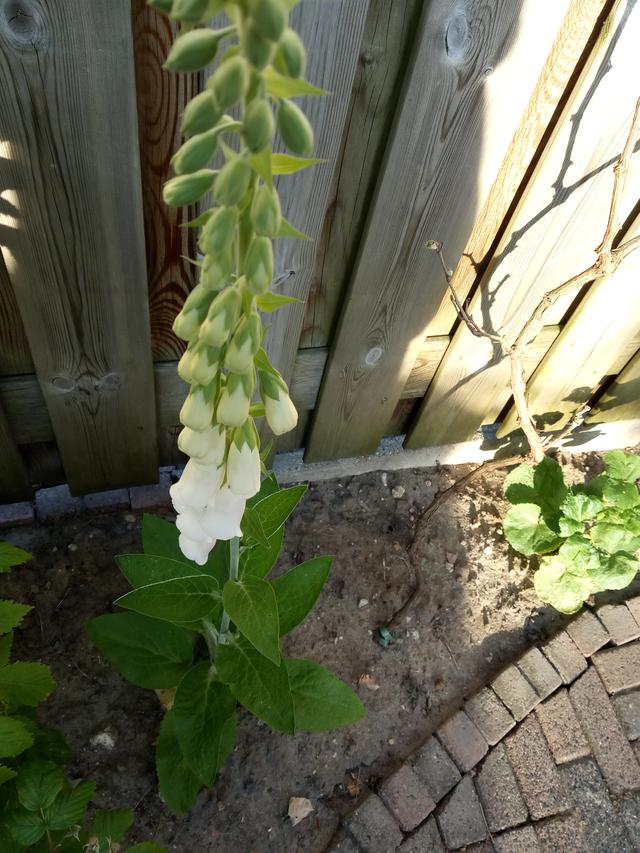 Picture for question