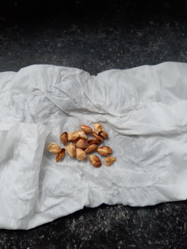 Picture for question