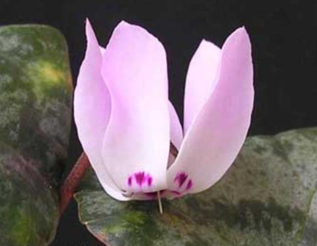 Plaatje bij antwoord