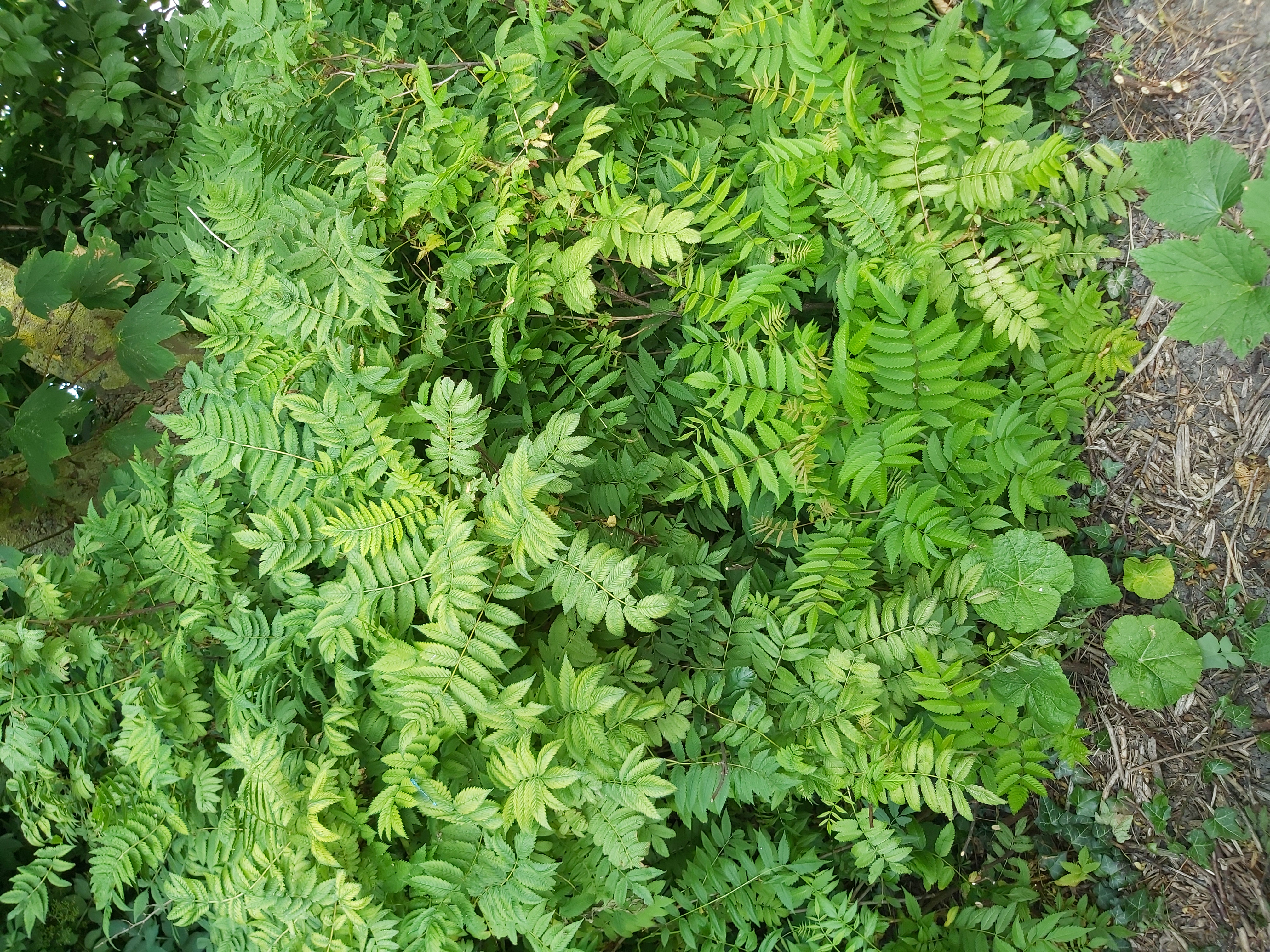 Picture for question