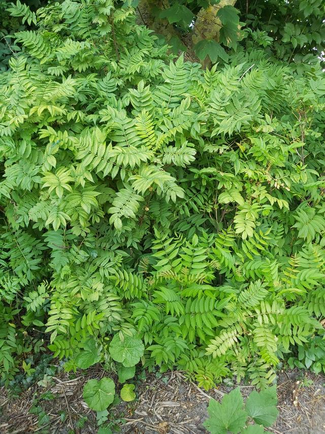 Picture for question