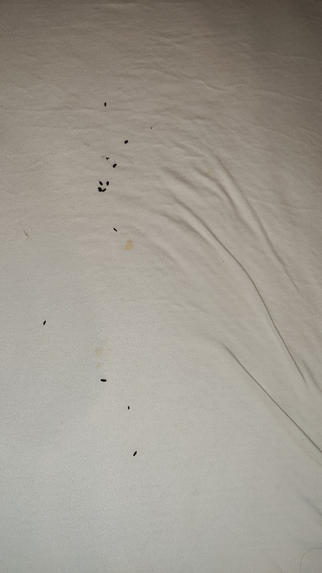 Picture for question