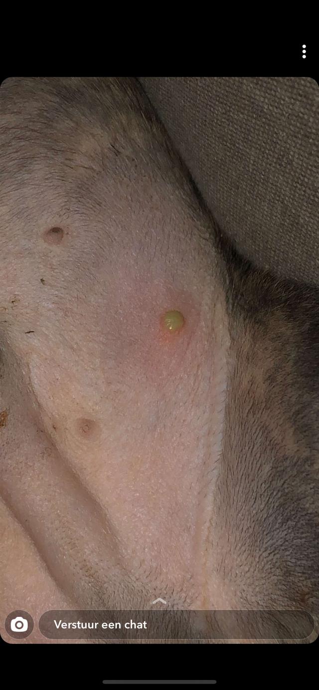 Picture for question