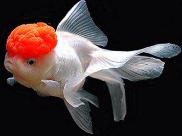 Plaatje bij antwoord