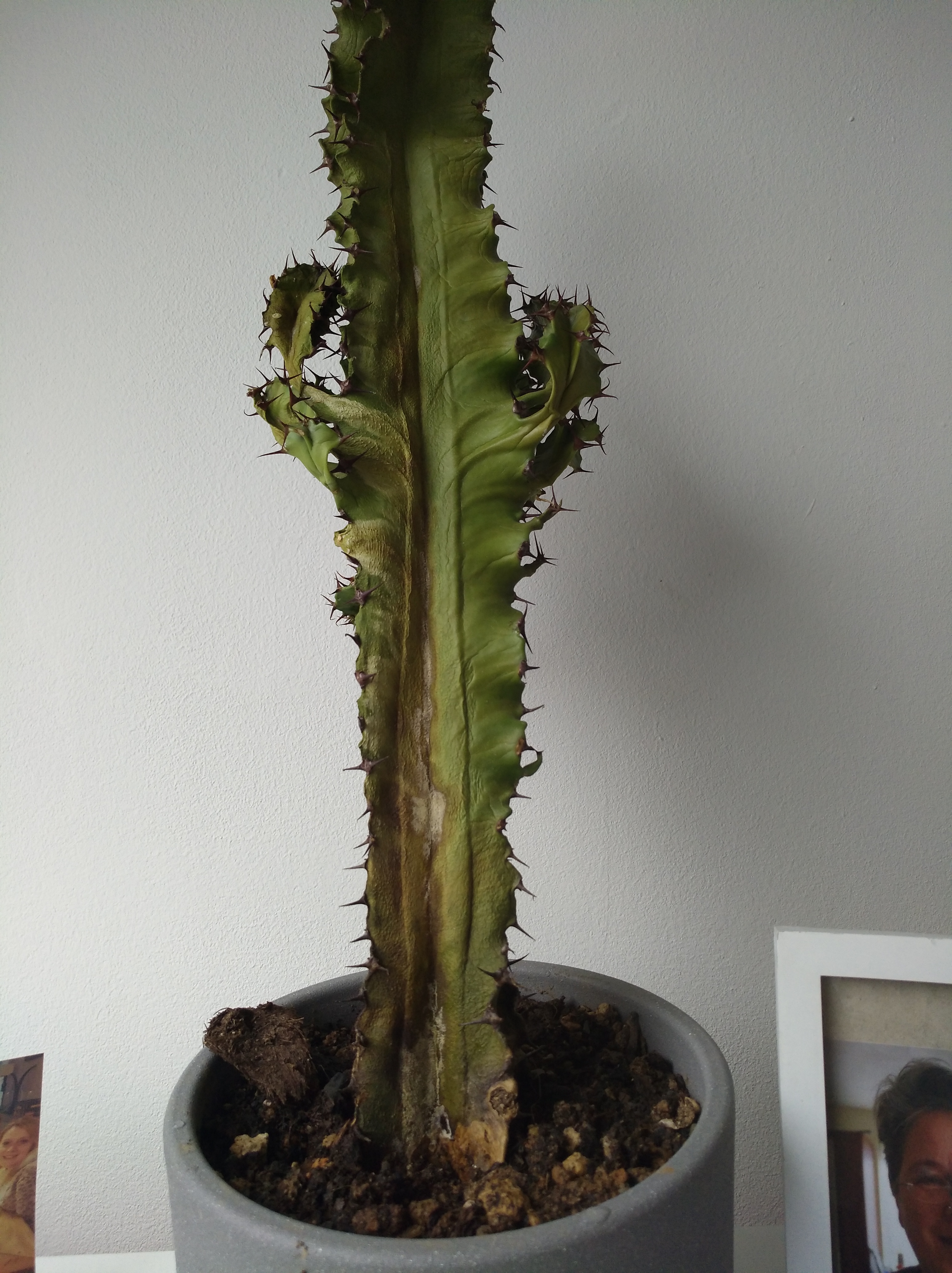 Picture for question