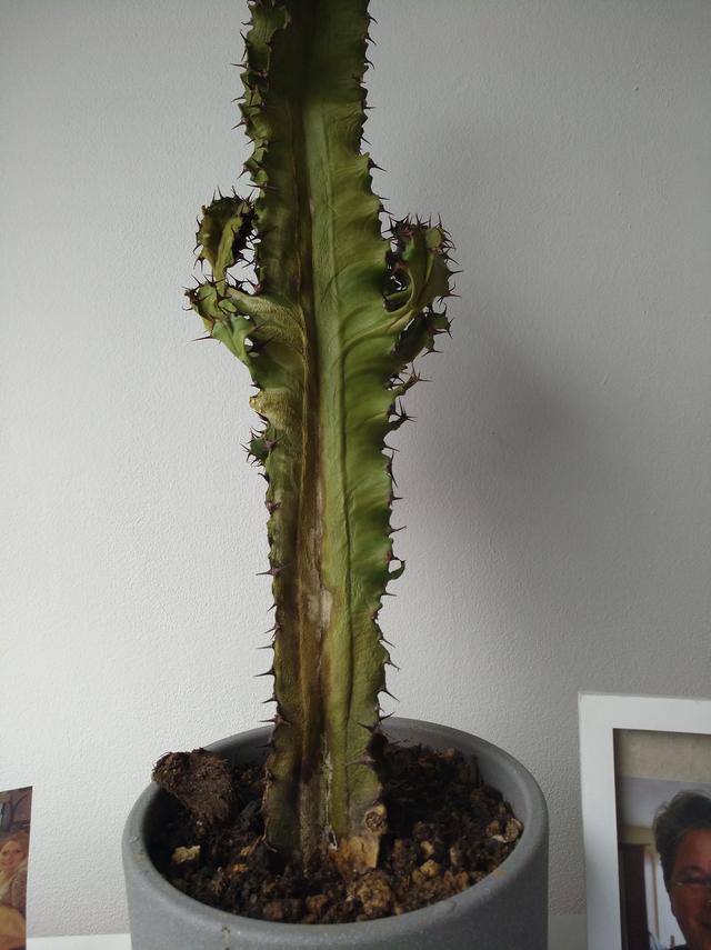 Picture for question