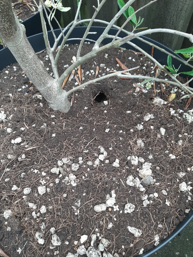 Picture for question