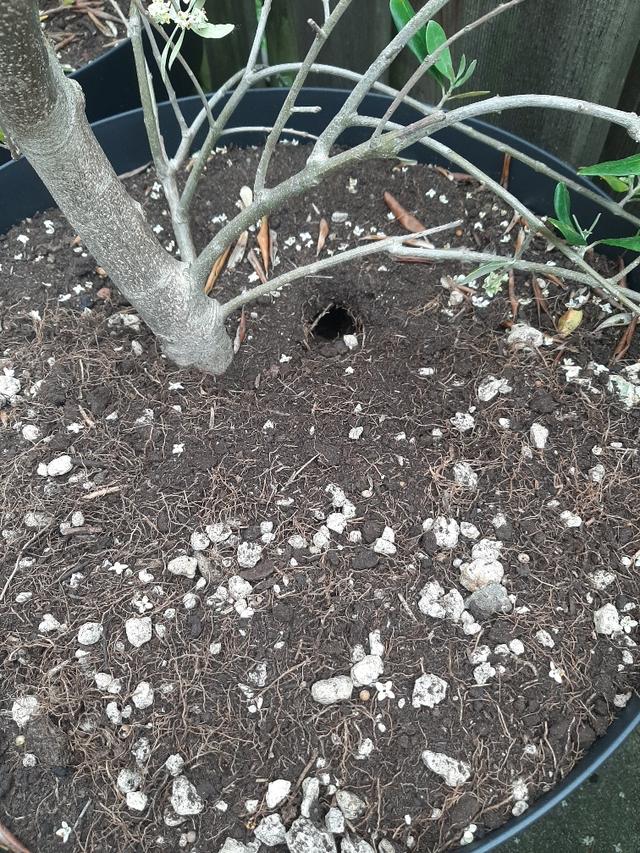 Picture for question