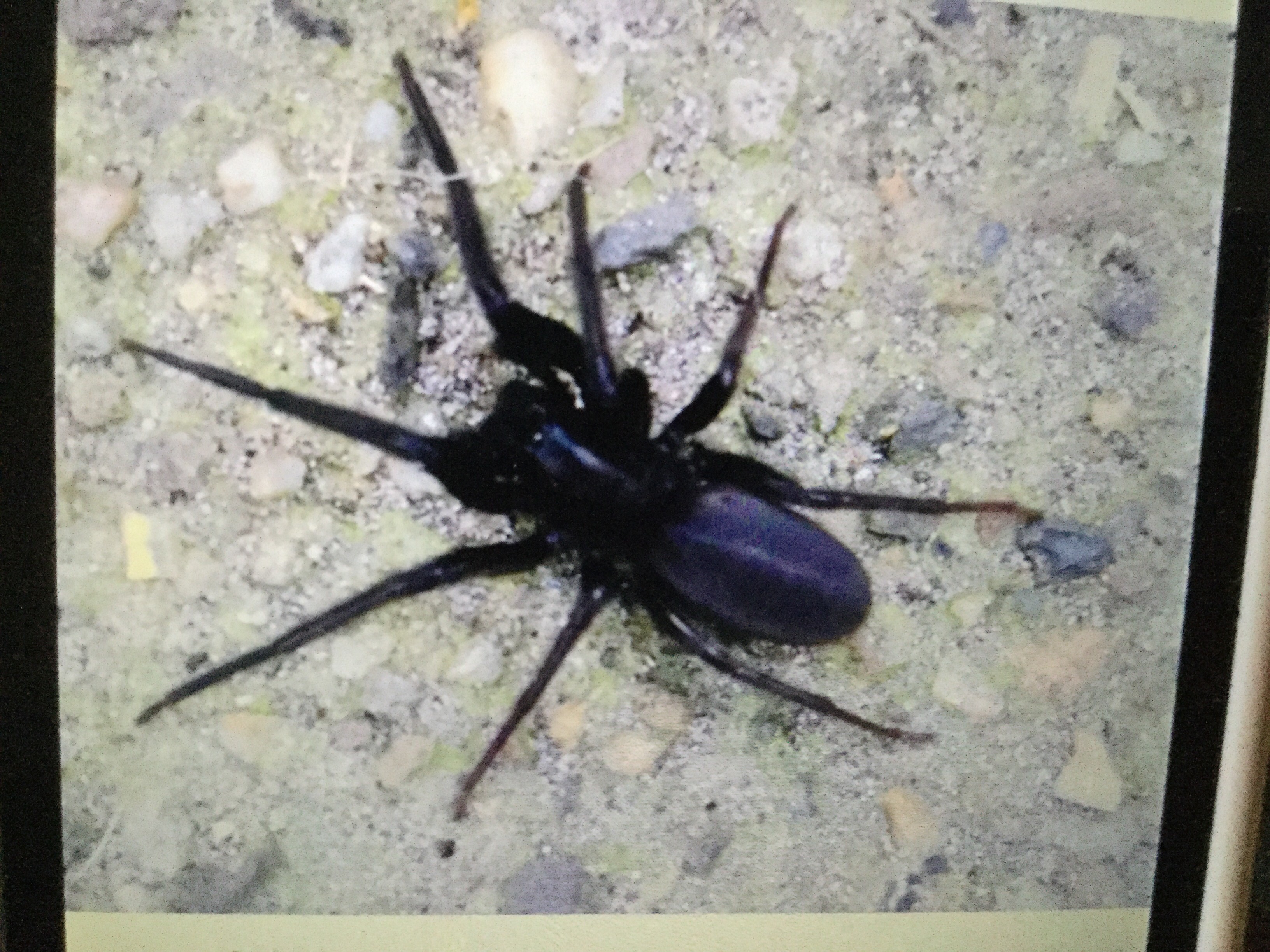 Wat voor spin is dit? GoeieVraag Wat voor spin is dit? GoeieVraag