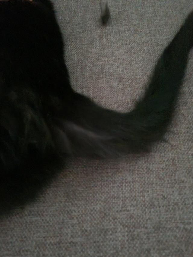 Picture for question