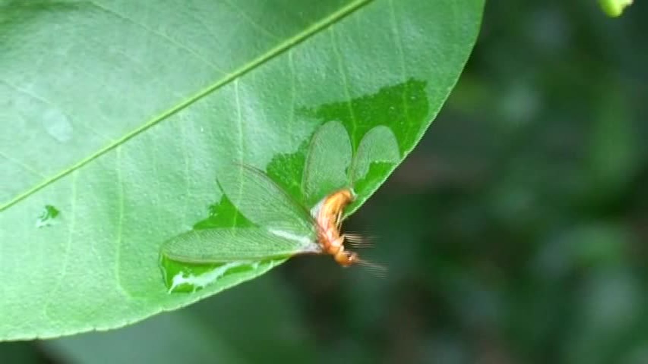 Plaatje bij antwoord