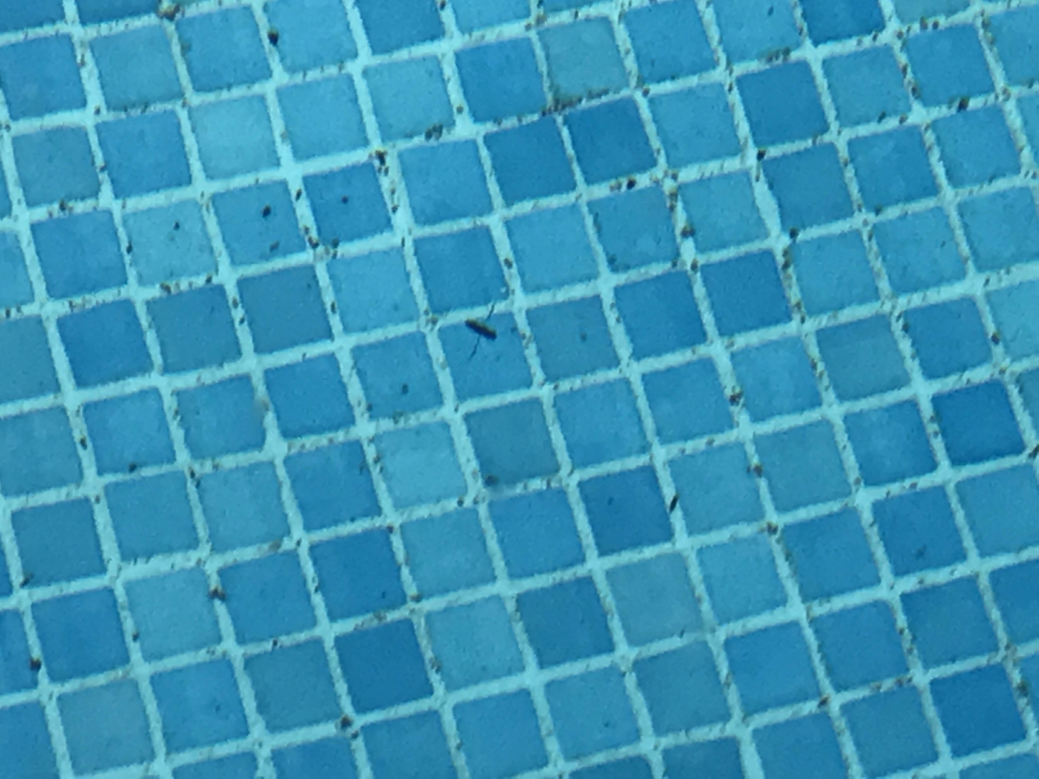 Picture for question