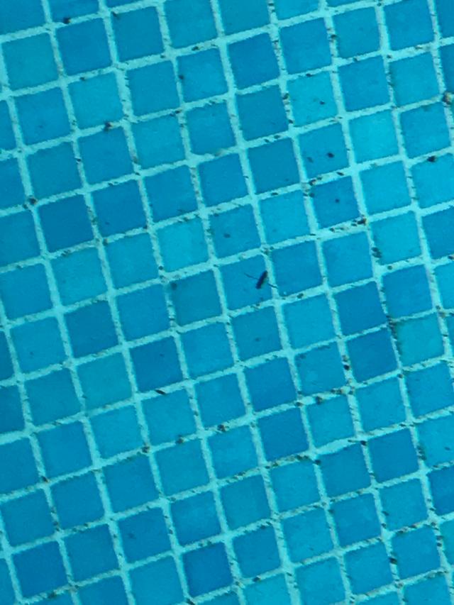 Picture for question