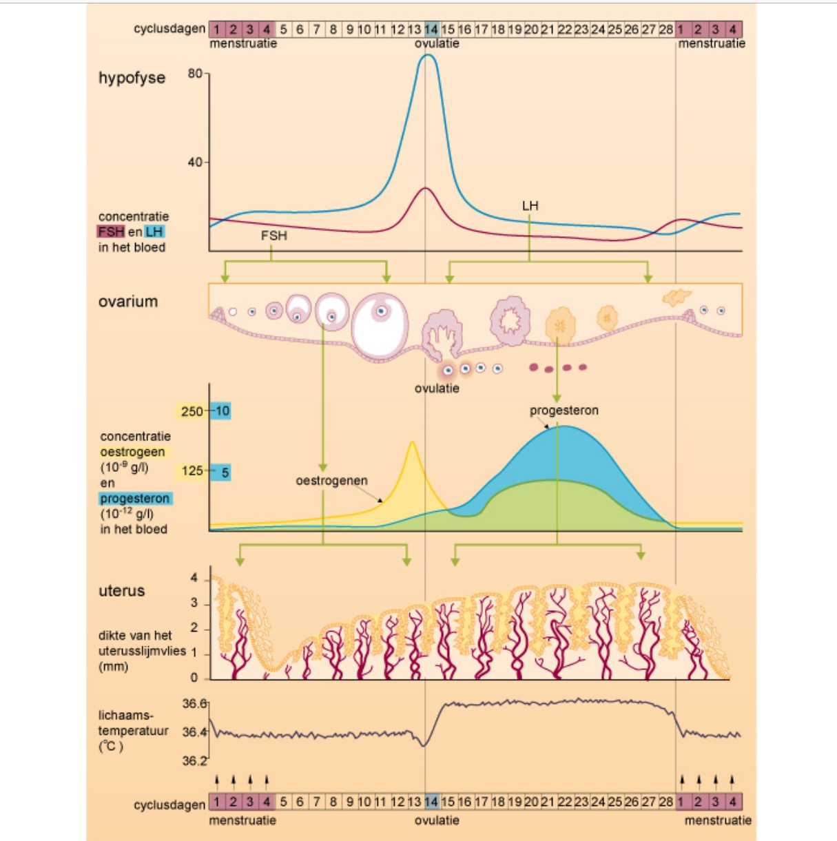 Plaatje bij antwoord