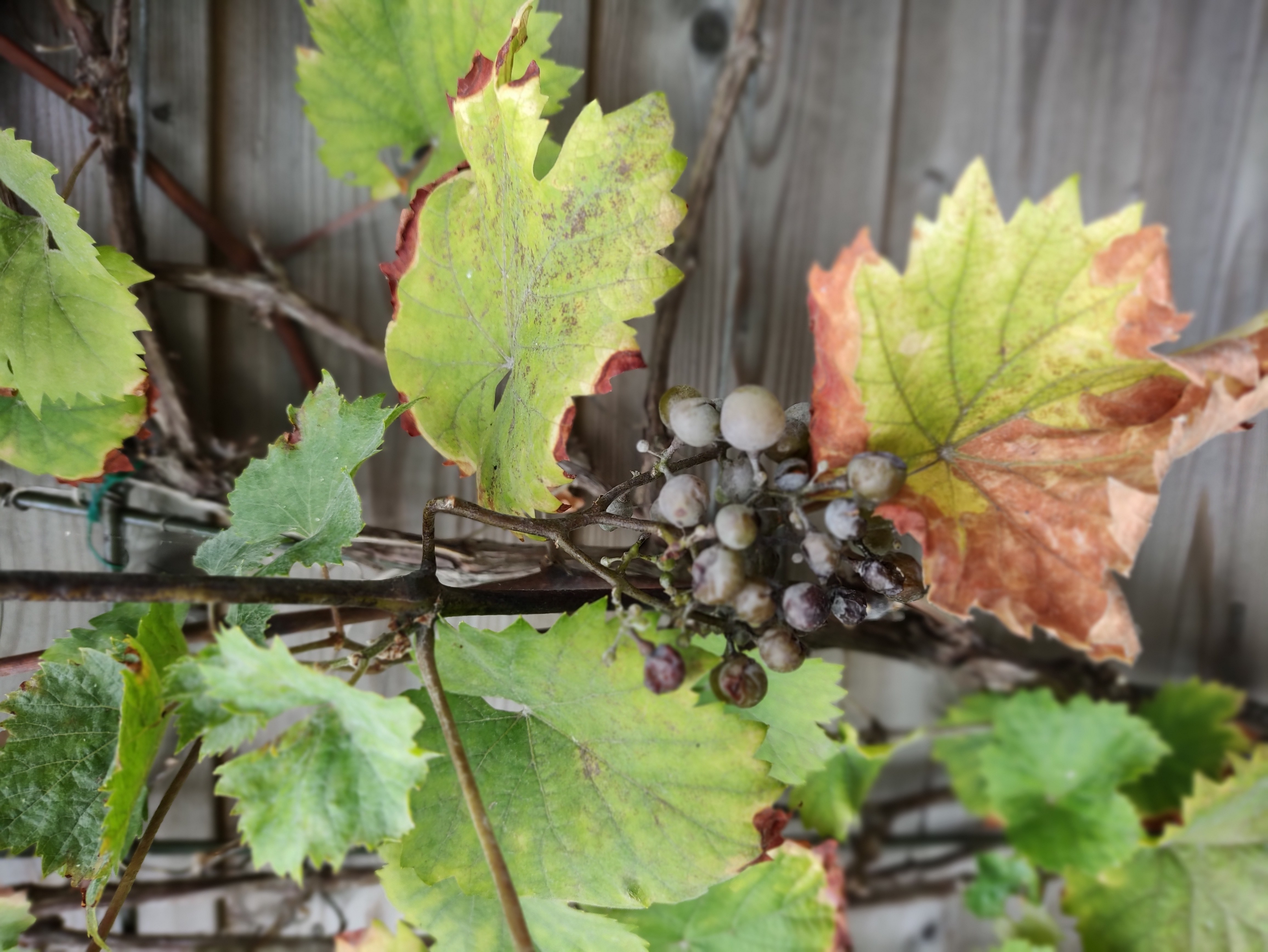 Picture for question