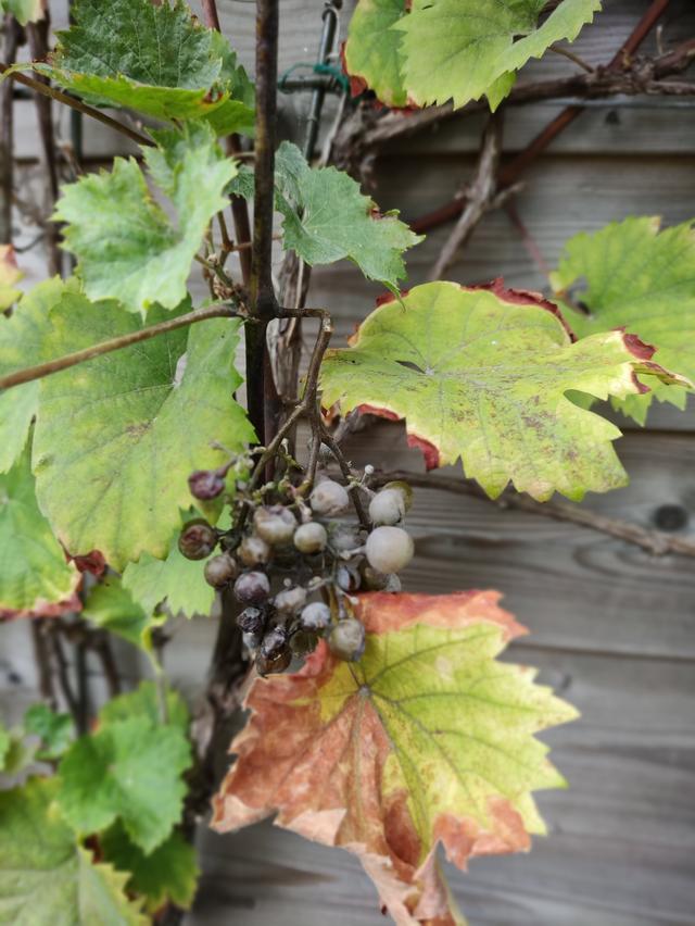 Picture for question