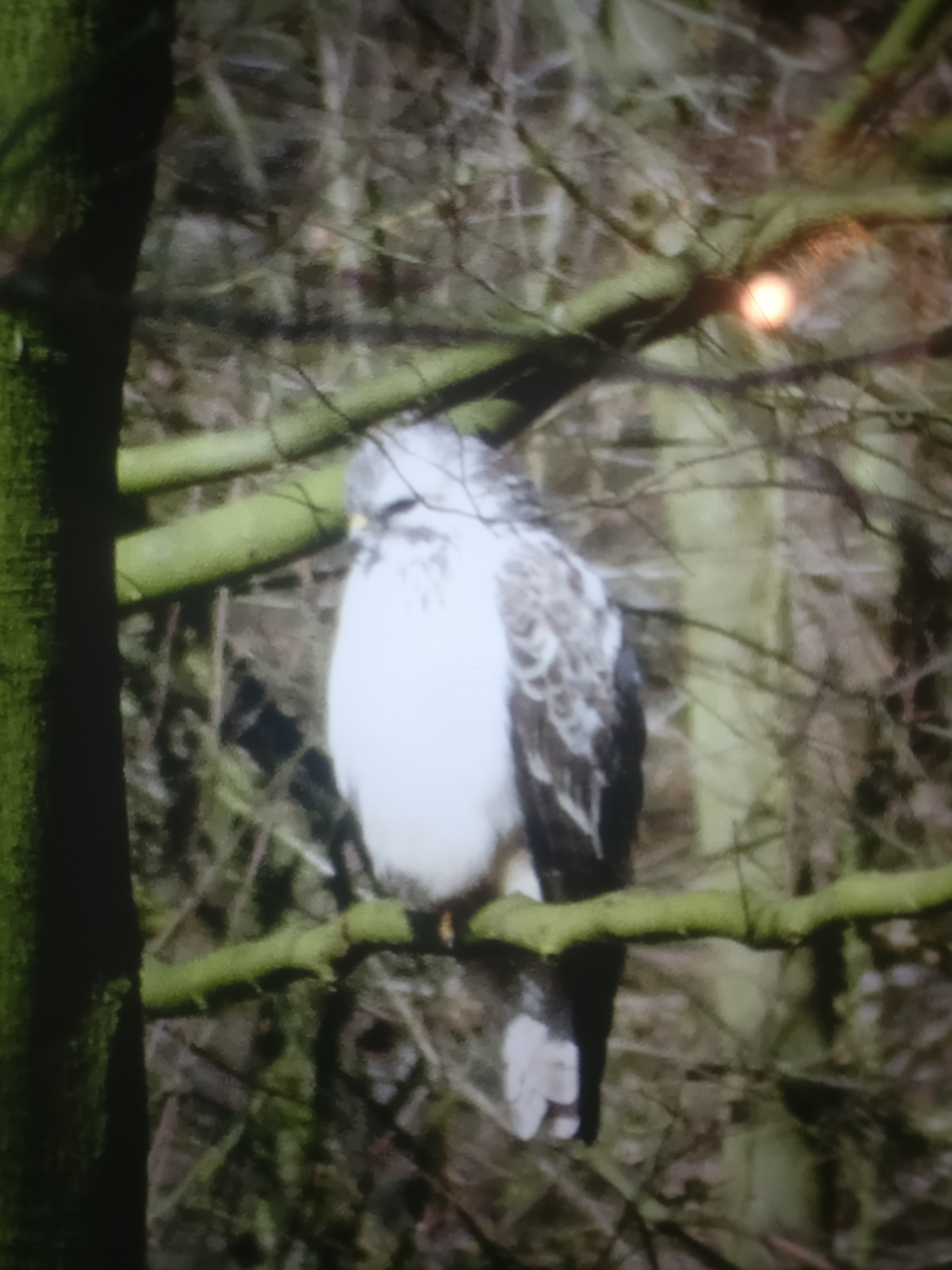 Picture for question