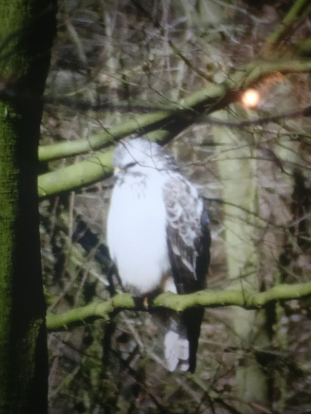 Picture for question