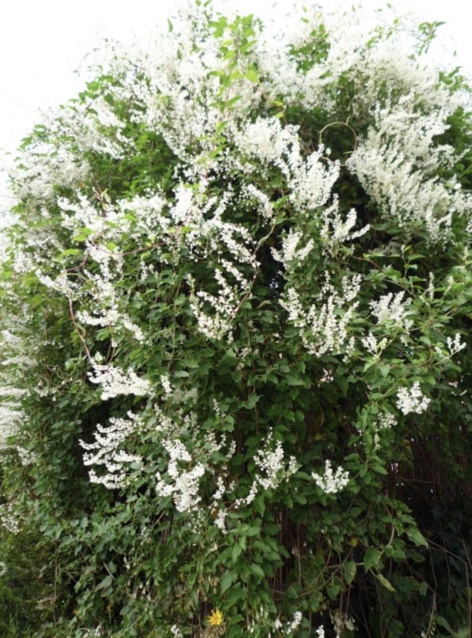 hoe heet deze plant? GoeieVraag