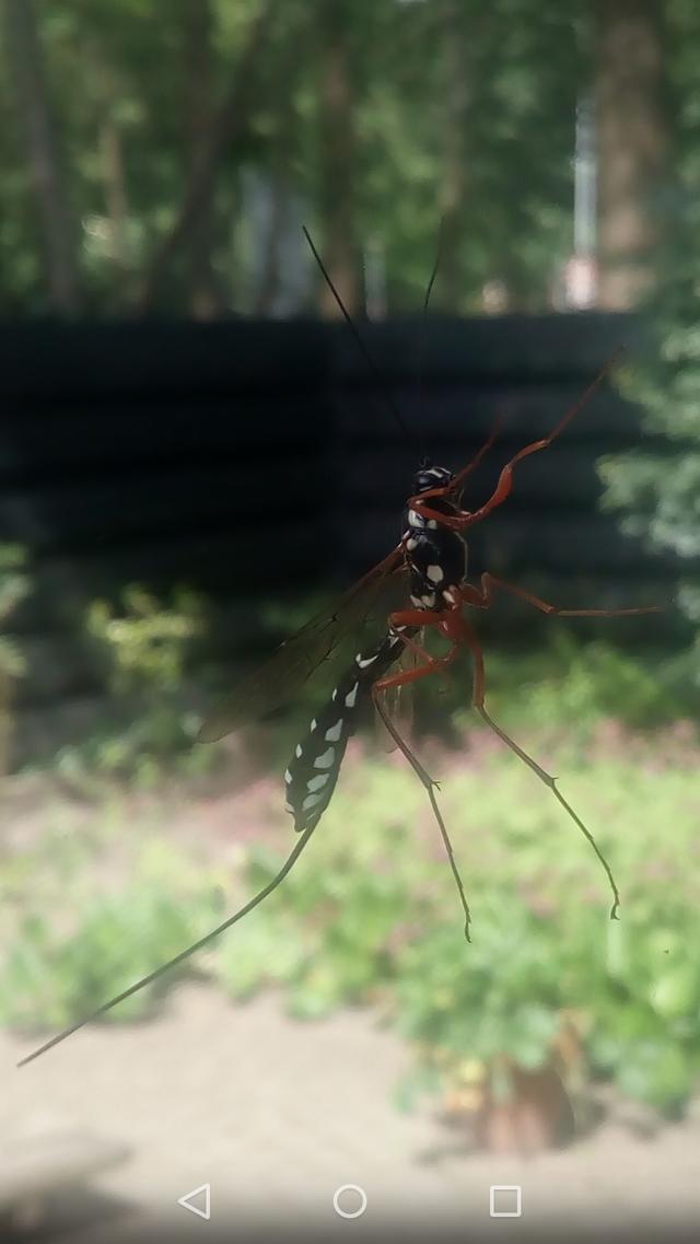 Picture for question