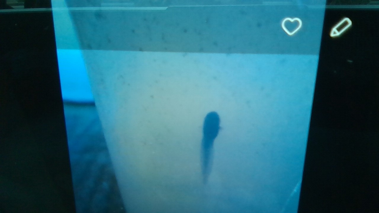 Picture for question