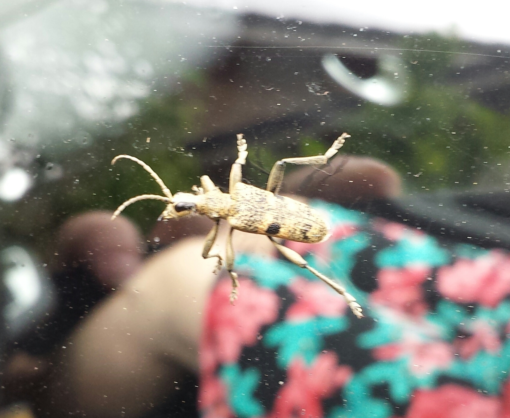 Wat is dit voor insect? - GoeieVraag