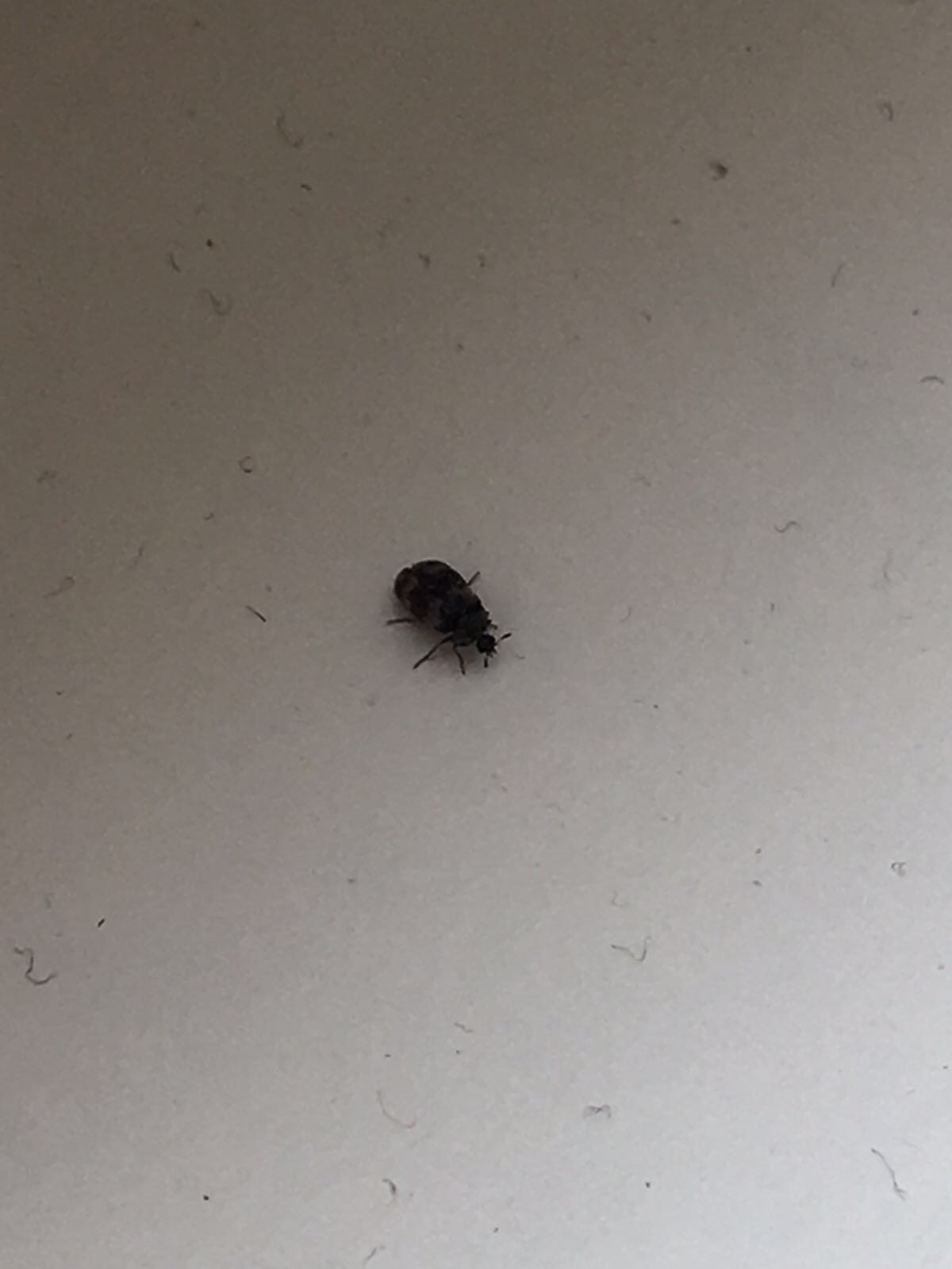 Wat is dit voor een insect?
